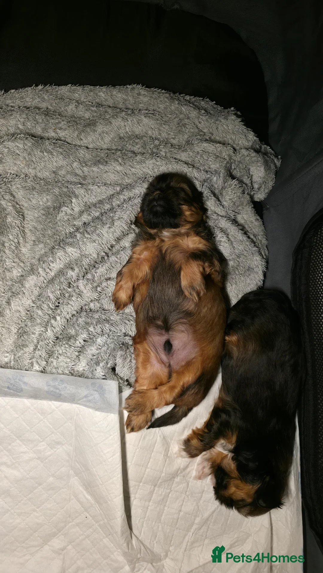 Shih Tzu dogs for sale: Stunning Tri-Colour Shih Tzu Puppy for Sale in Chester - Advert 4