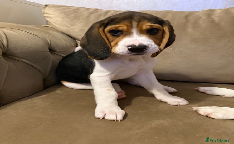 Beagle dogs - Advert 4