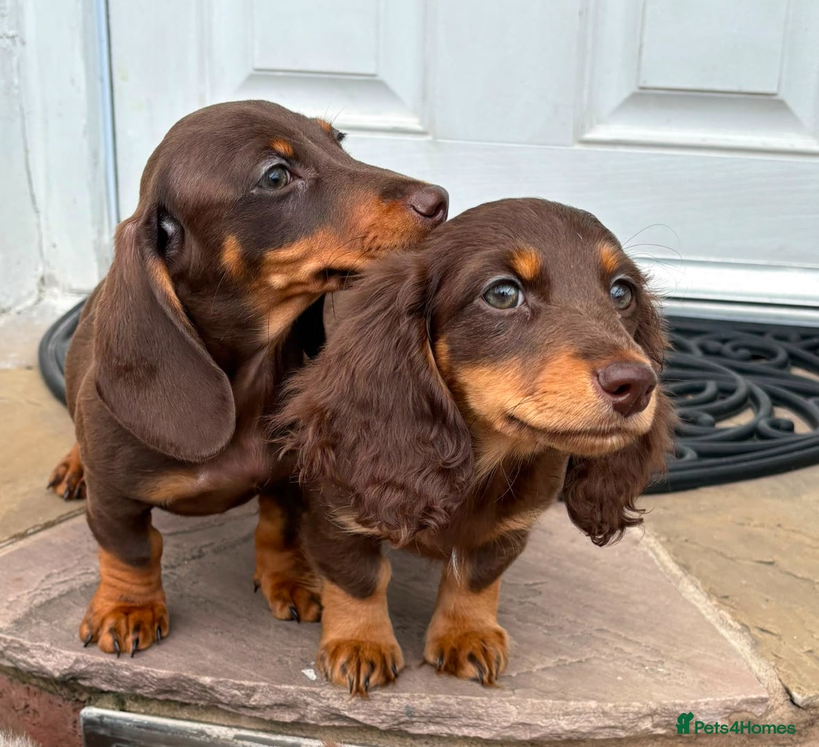 Dachshund dogs 2 mini dachshund boy & girl left choco&tan - Advert 9
