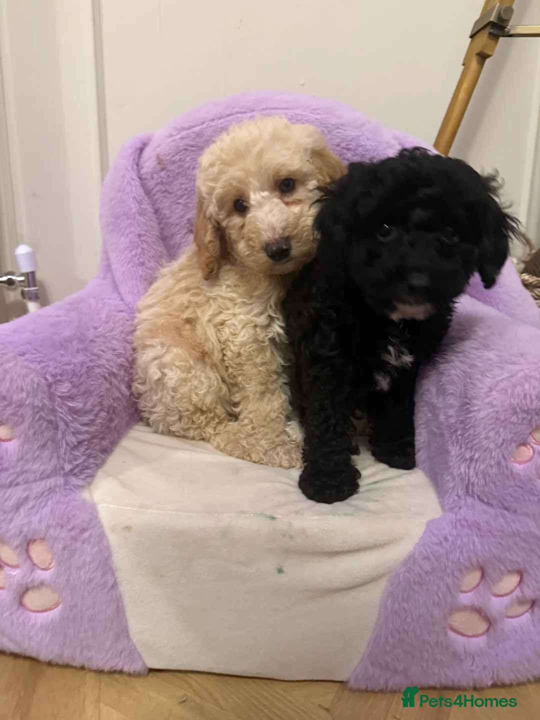 Mixed Breed dogs for sale: DNA HEALTH TESTED miniature Cavapoos 🩷 - Advert 3