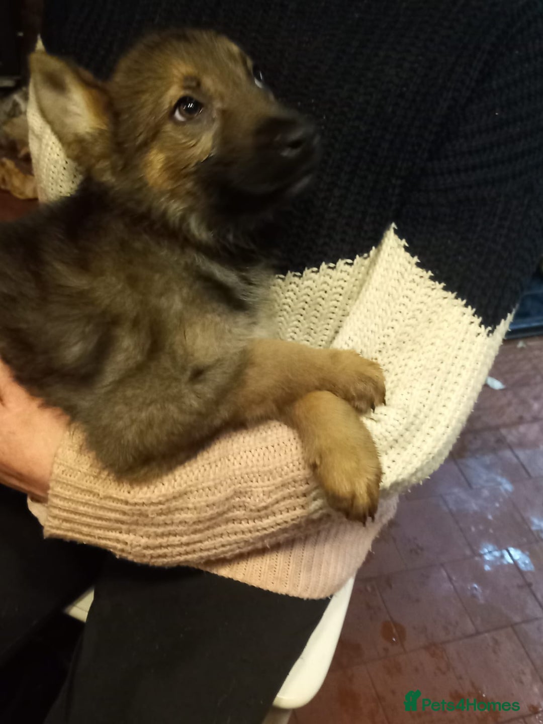 German Shepherd dogs for sale: German shepherd puppies - Advert 5
