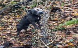 Mixed Breed dogs for sale: Staffordshire bull terrier  - Image 18
