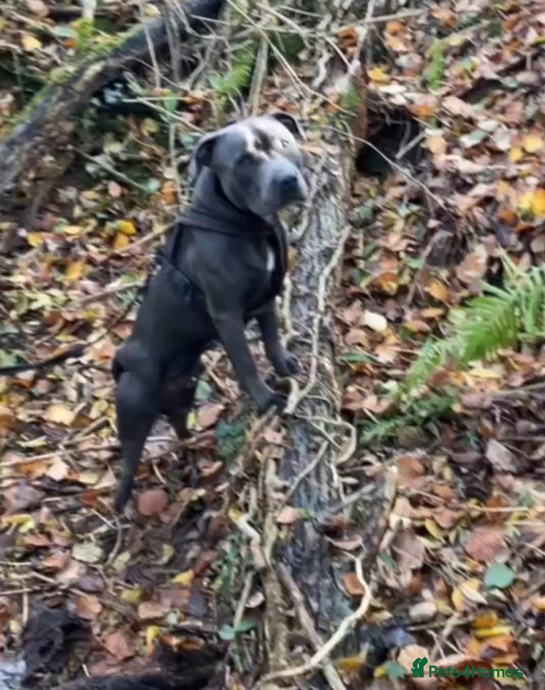 Mixed Breed dogs for sale: Staffordshire bull terrier  - Image 18