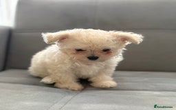 Mixed Breed dogs for sale: Adorable & Clever Chihuahua X Terrier Pup (Bobby) - Image 3