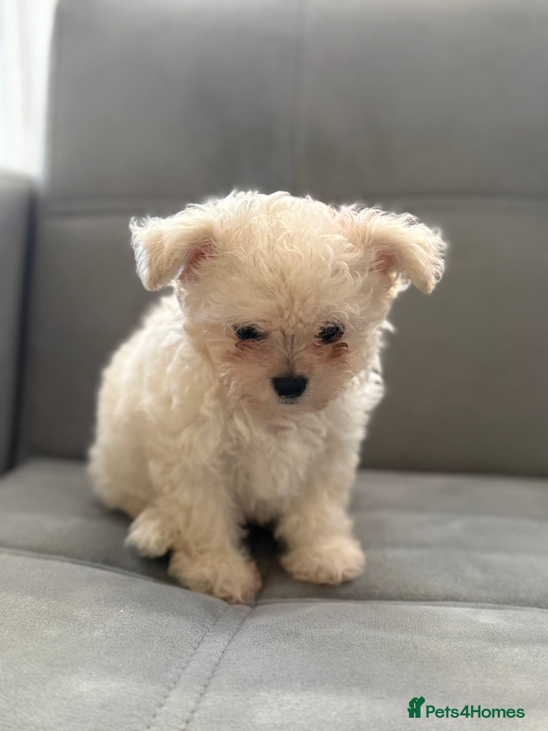 Mixed Breed dogs for sale: Adorable & Clever Chihuahua X Terrier Pup (Bobby) - Image 3