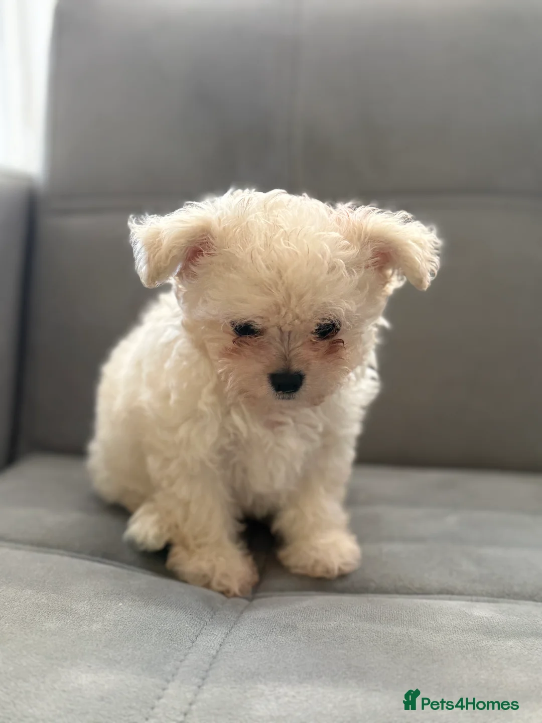 Mixed Breed dogs for sale: Adorable & Clever Chihuahua X Terrier Pup (Bobby) - Advert 3