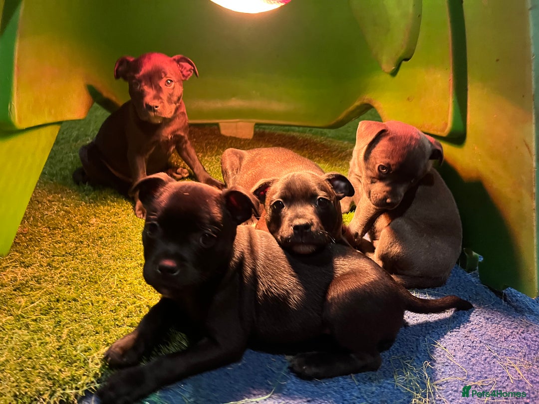 Staffordshire Bull Terrier dogs for sale: Six stunning Staffordshire bull terrier pups  - Image 4