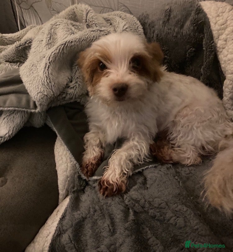 Mixed Breed dogs Biewer Yorkshire Terrier puppies  - Advert 2