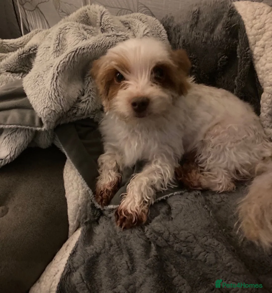 Mixed Breed dogs for sale: Biewer Yorkshire Terrier puppies  - Advert 2