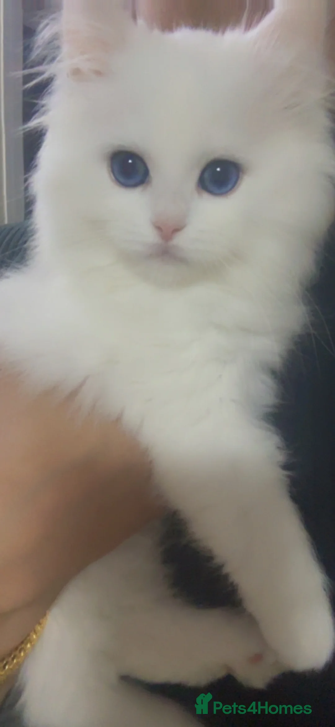 Ragdoll cats for sale: Beautiful ragdoll kitten - Advert 6