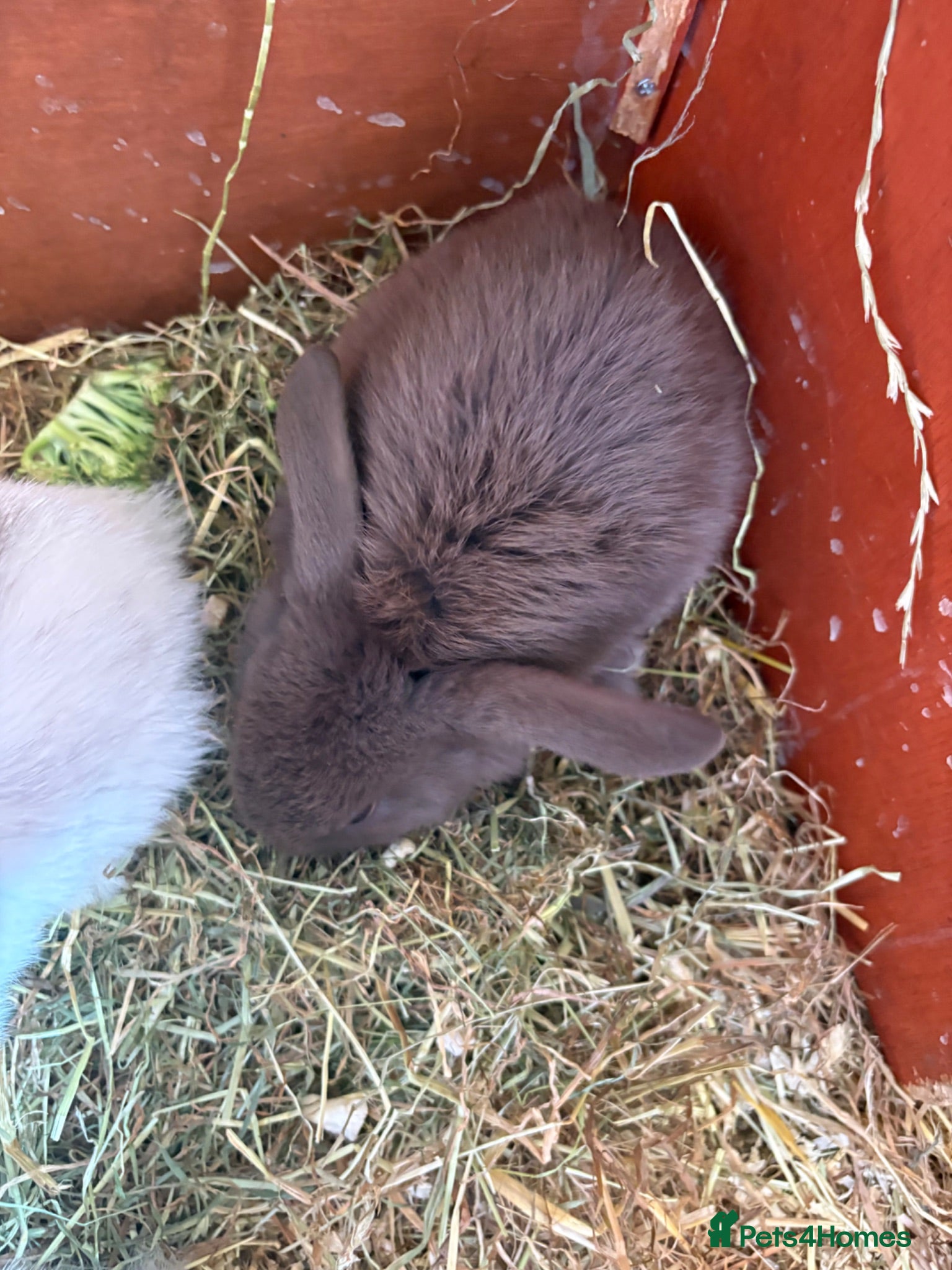 Mini Lop rabbits Mini lop babies - Advert 18