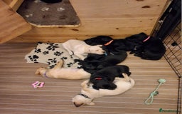 Labrador Retriever dogs for sale: Superb litter for working/competition/pet - Image 11
