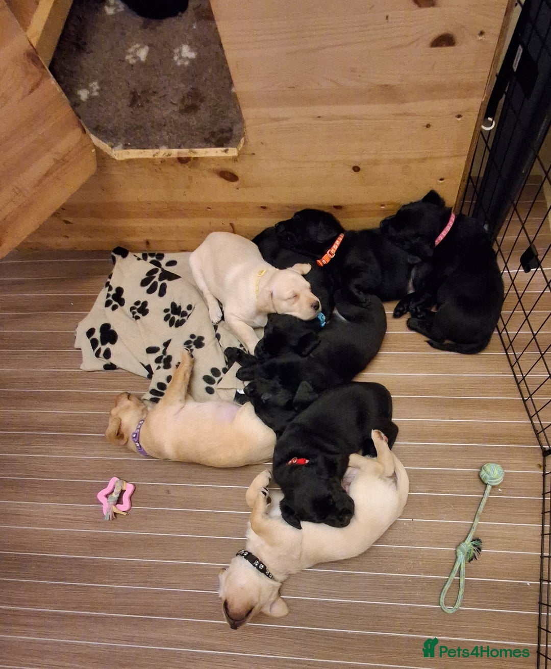 Labrador Retriever dogs for sale: Superb litter for working/competition/pet - Image 11