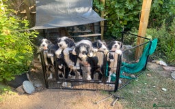 Mixed Breed dogs for sale: Collie mixed breed puppies - Image 18