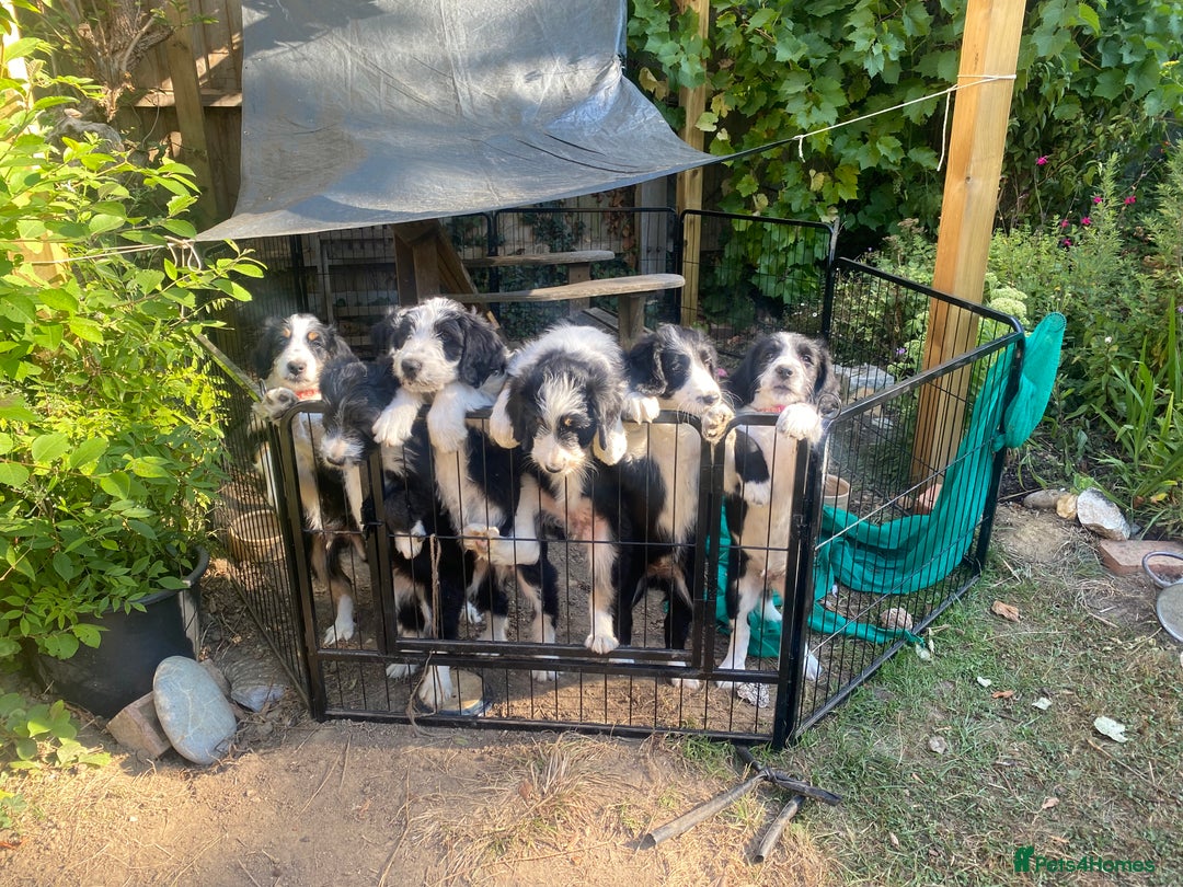 Mixed Breed dogs for sale: Collie mixed breed puppies - Image 18
