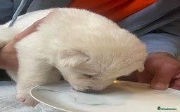 Siberian Husky dogs for sale: Gorgeous Husky puppies - Image 18