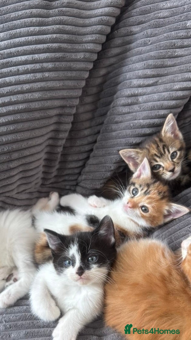 Mixed Breed cats for sale: Kittens  - Advert 3