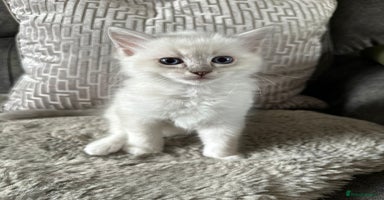 Ragdoll cats - Advert 7