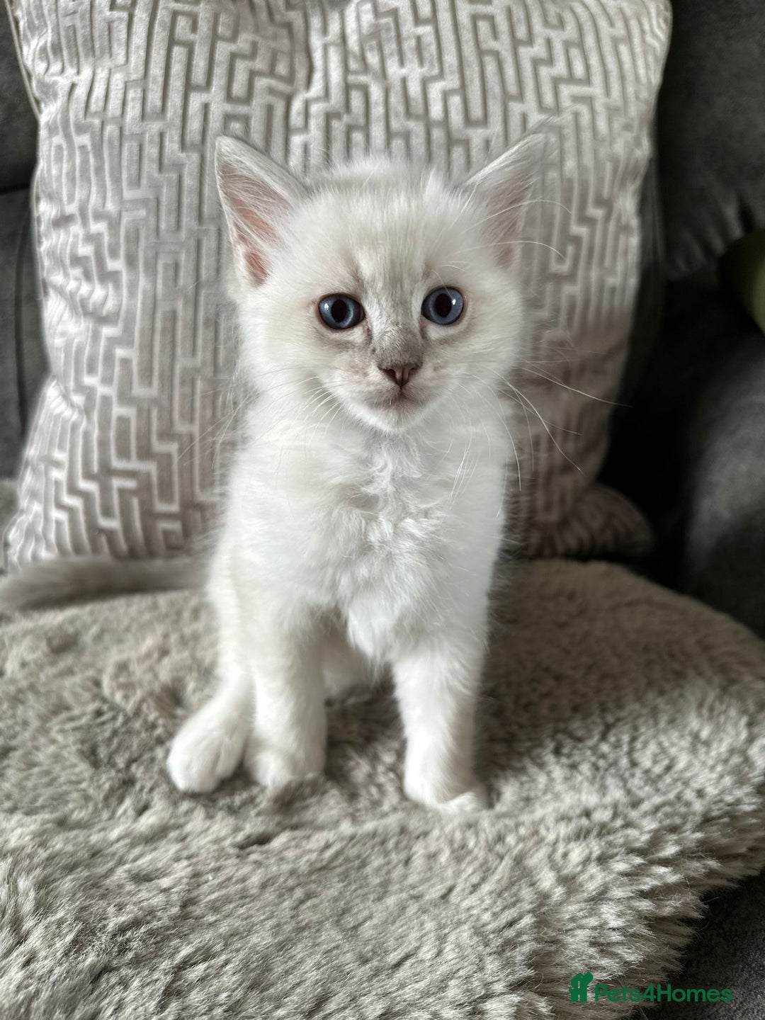 Ragdoll cats for sale:  pure breed ragdoll kittens READY NOW - Image 2