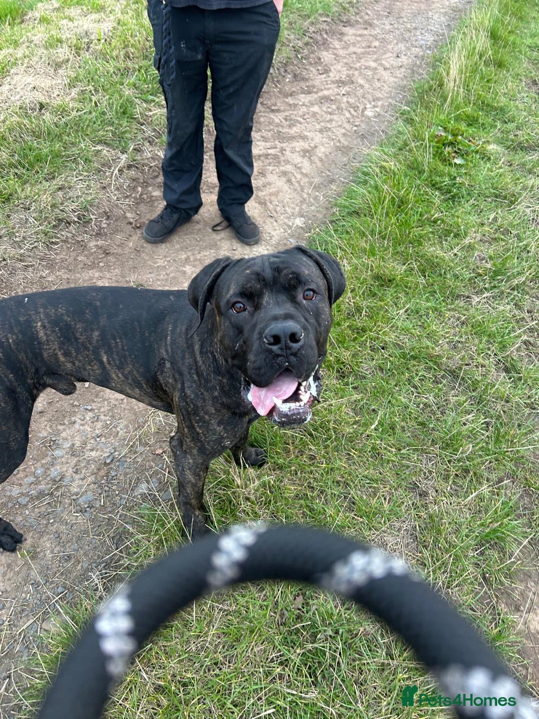 Cane Corso dogs for sale: Full Cane Corso Puppies x5 girls x5 Boys - Advert 4