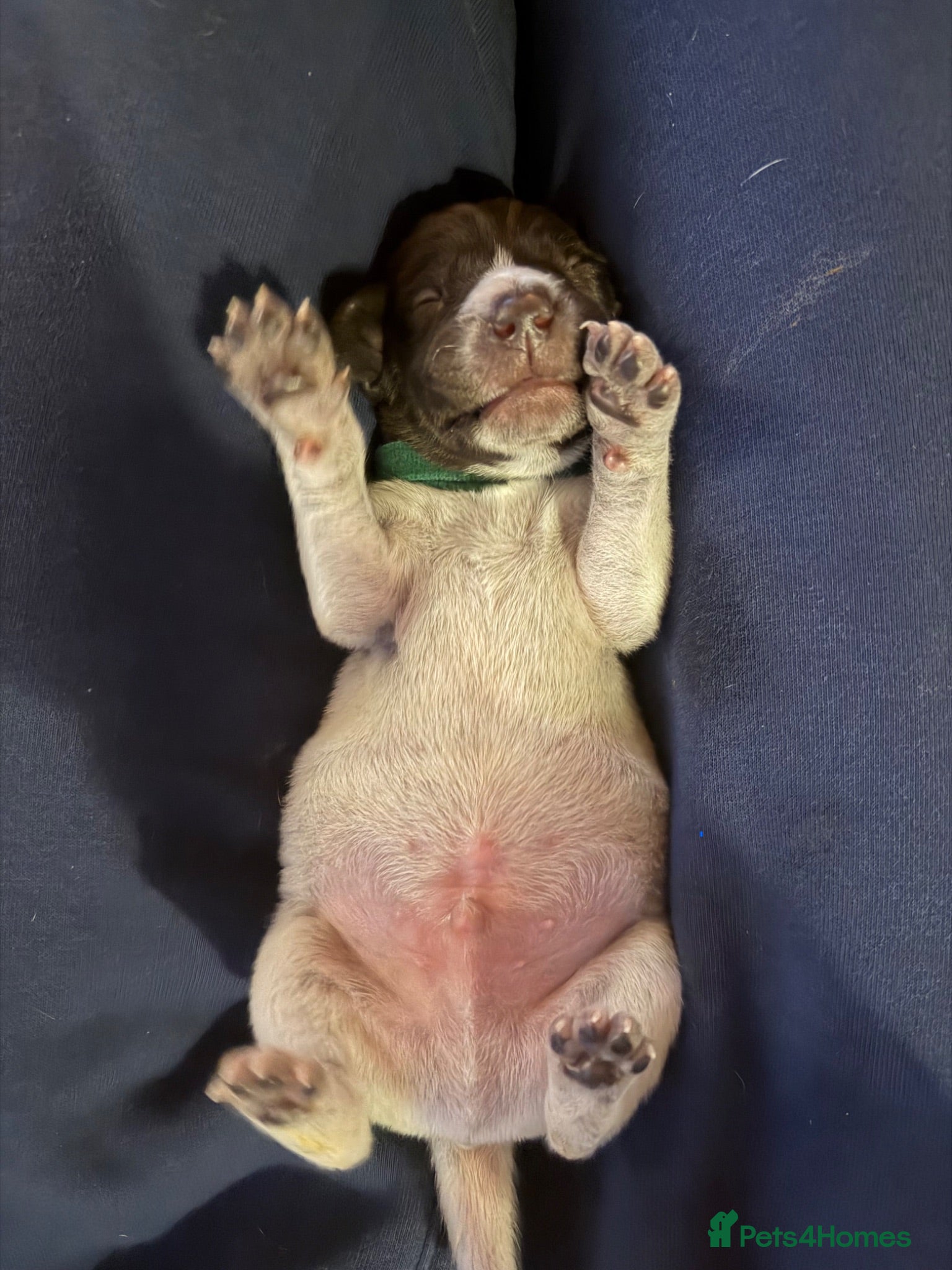 German Shorthaired Pointer dogs Stunning litter of 14 German short-haired pointers - Advert 2