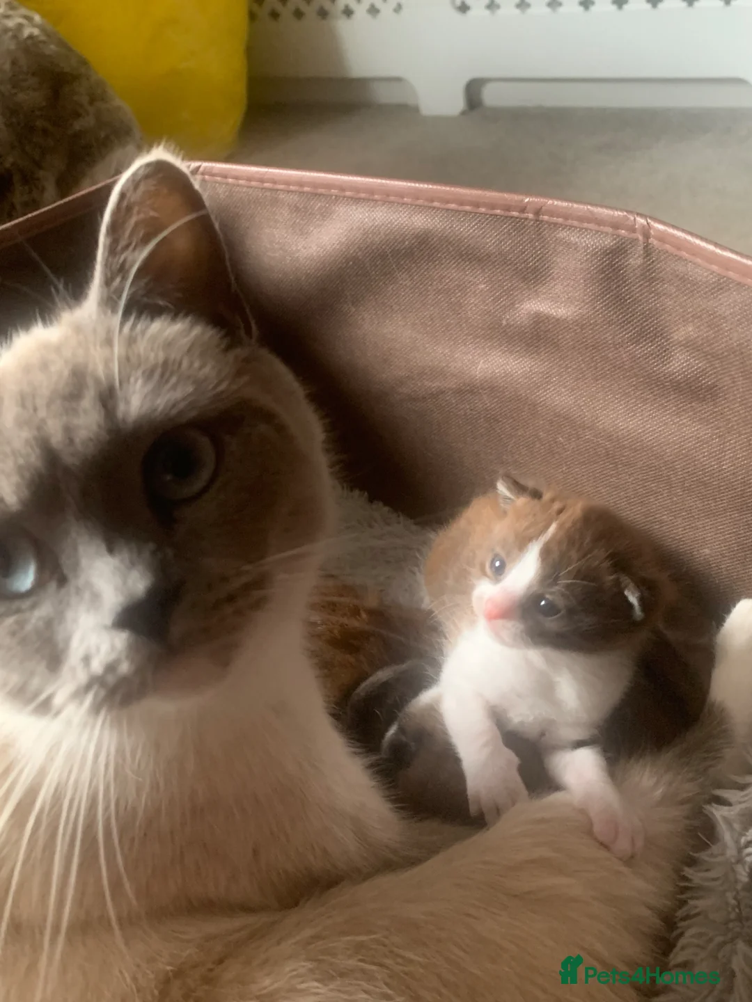 Mixed Breed cats for sale: Adorable kittens  - Advert 2