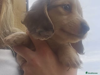Miniature Dachshund dogs for sale: Champion line creams - Advert 1