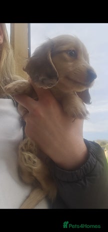 Miniature Dachshund dogs Champion line creams - Advert 2