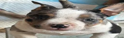 American Bully dogs for sale: Ready Now American pocket bullys  - Advert 4