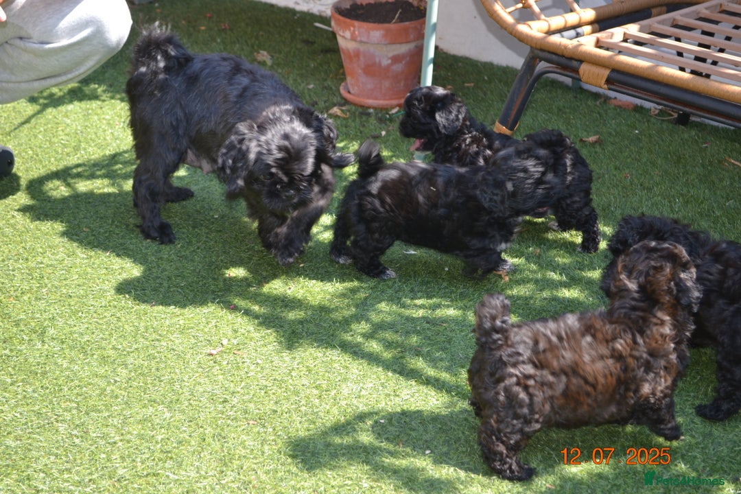 Shihpoo dogs for sale: rare black shipoos - Image 29