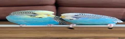 Budgerigars birds for sale:  Budgies for sale with cage ,toys ,etc - Advert 4