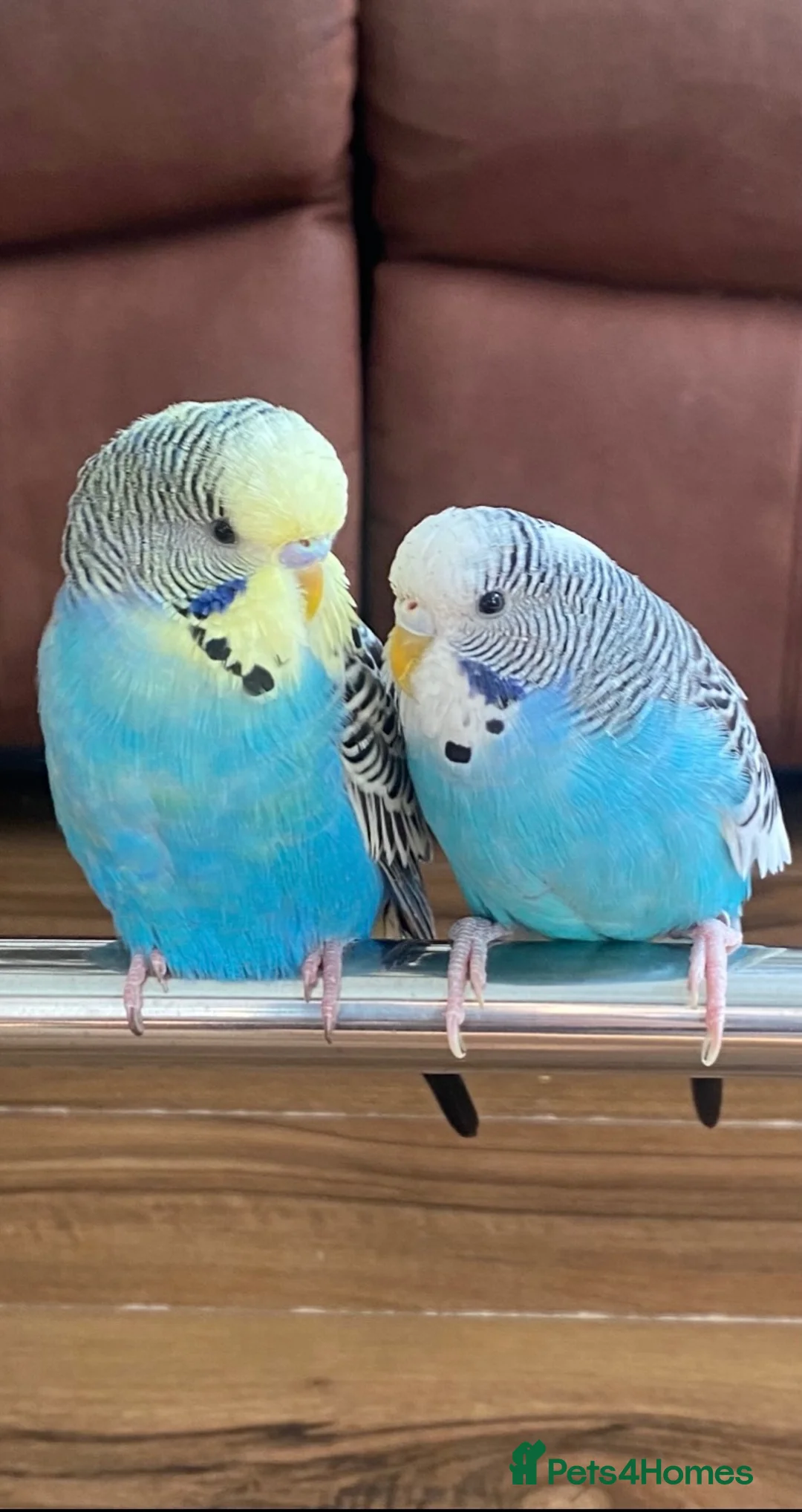 Budgerigars birds for sale:  Budgies for sale with cage ,toys ,etc - Advert 4