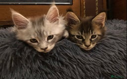 Maine Coon cats for sale: Maincoon kittens ready now  - Image 31