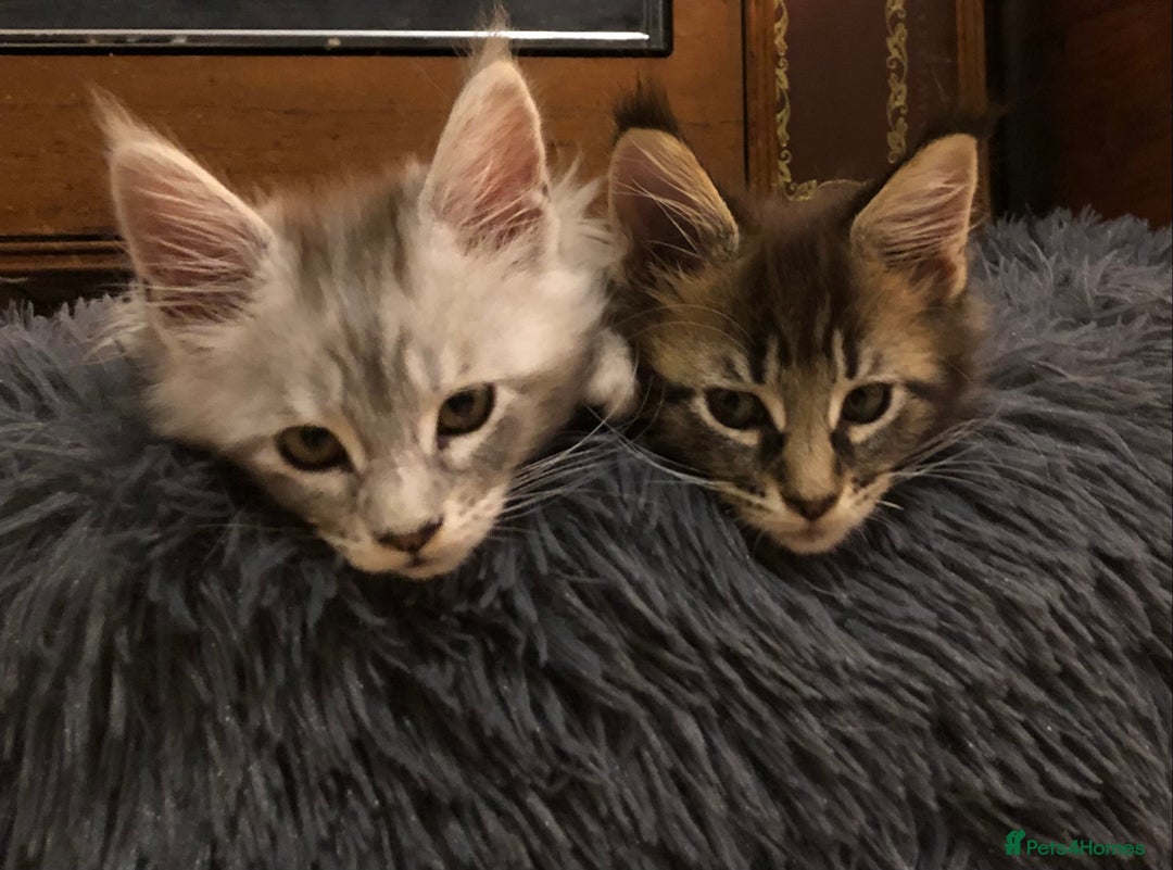 Maine Coon cats for sale: Maincoon kittens ready now  - Image 31