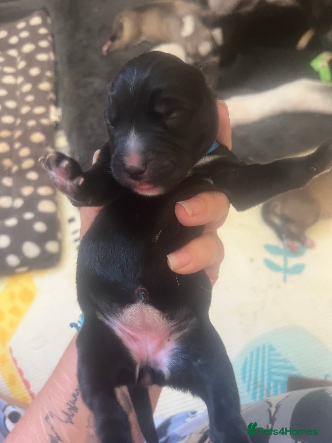 Mixed Breed dogs for sale: Husky/staffi/labrador  - Image 11