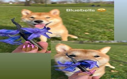 Japanese Shiba Inu dogs for sale: 1 year old shiba  - Image 2