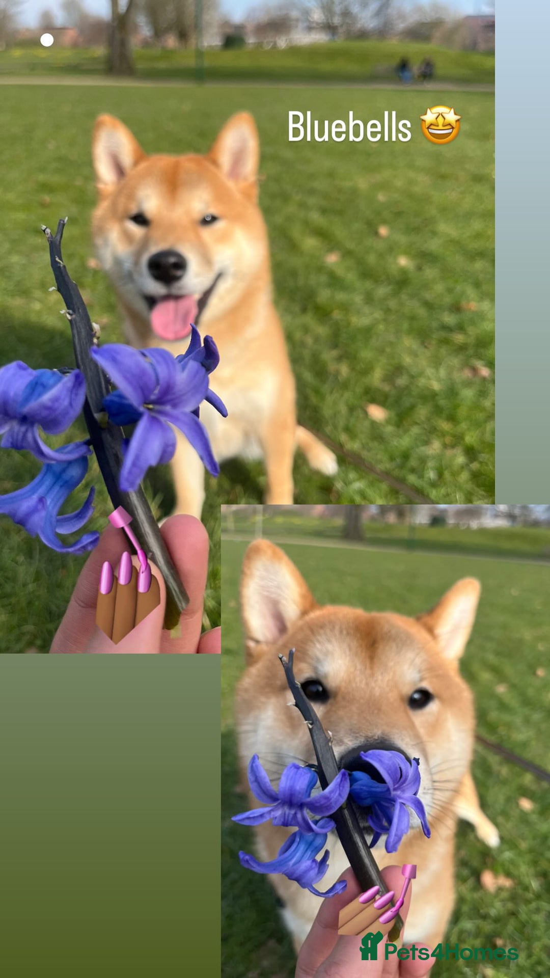 Japanese Shiba Inu dogs for sale: 1 year old shiba  - Image 2
