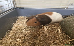 Guinea Pig rodents for sale: Two Guinea pigs - Image 3