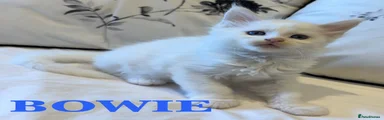 💙 Bowie - Male