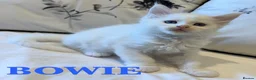 Maine Coon cats for sale: GCCF/TICA Pedigree Maine Coon Kittens - Advert 4