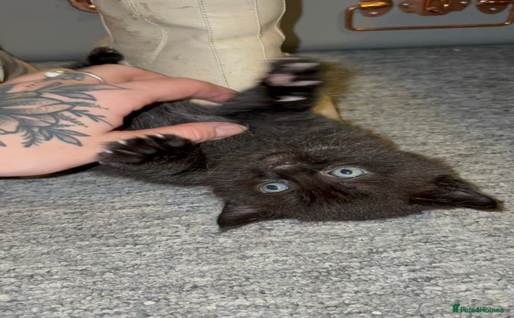 Maine Coon cats Part Maine Coon READY 8th December  - Advert 11