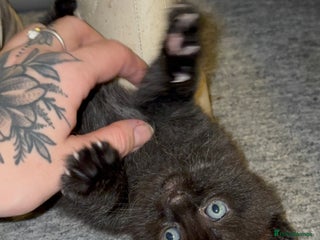 Maine Coon cats Part Maine Coon READY 8th December - Advert 17