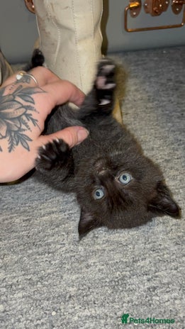 Maine Coon cats Part Maine Coon READY 8th December - Advert 11