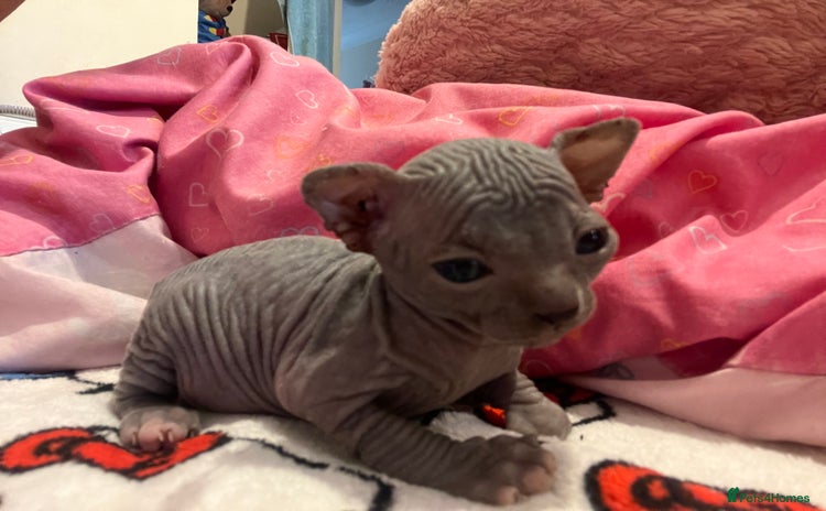 Sphynx cats - Advert 1