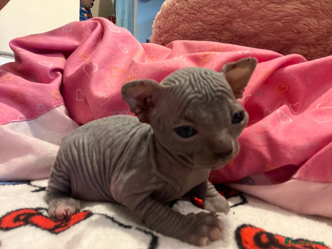 Sphynx cats for sale: 3 beautiful GIRlS available ❤️  - Image 1