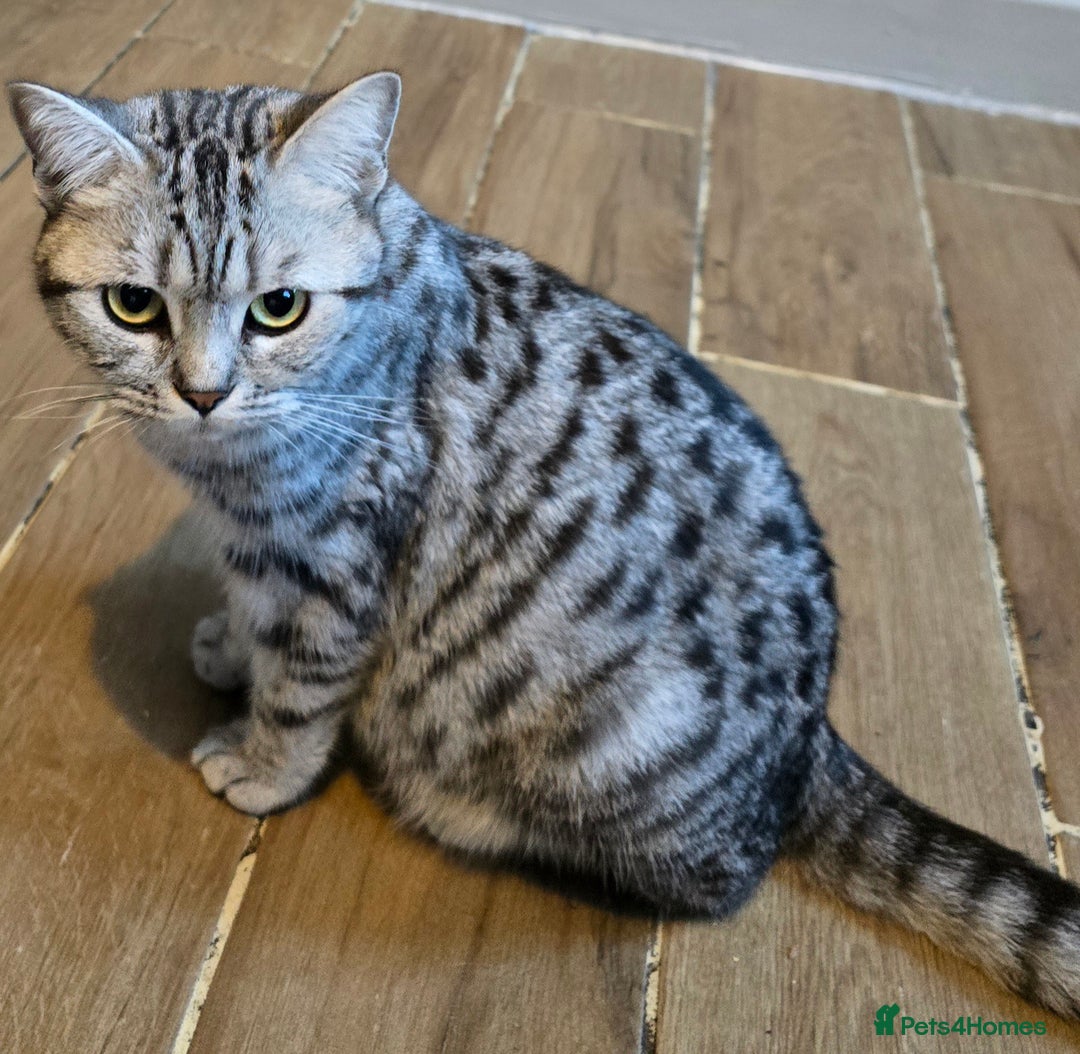 British Shorthair cats for sale: Beautiful bsh kittens  - Image 3