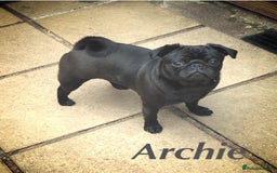 Pug dogs for stud: KC reg silver pug for stud  in Wolverhampton - Image 1