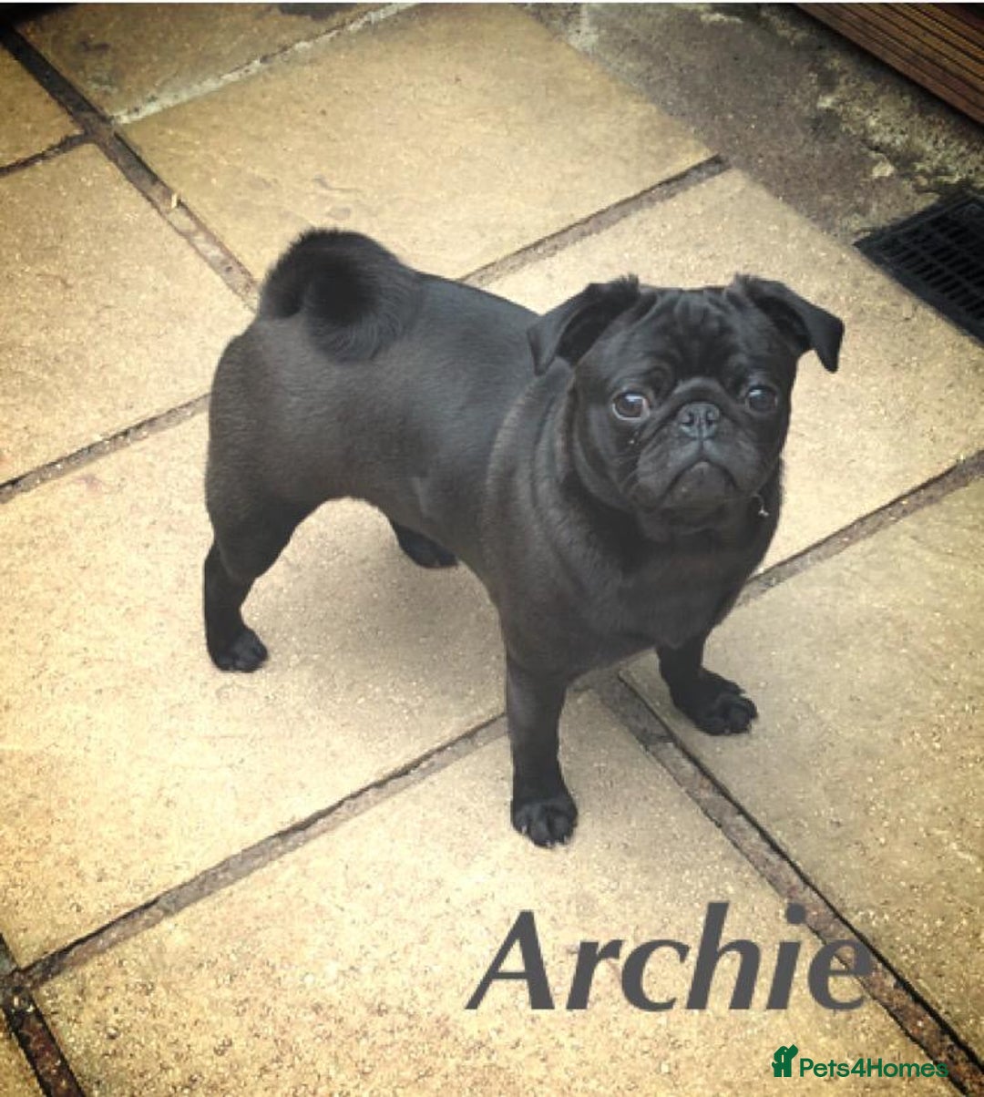 Pug dogs for stud: KC reg silver pug for stud  in Wolverhampton - Image 1