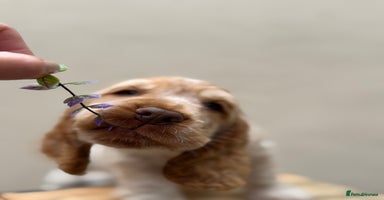 Cocker Spaniel dogs - Advert 2