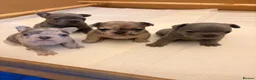 French Bulldog dogs for sale: French Bulldog Puppies - Advert 21